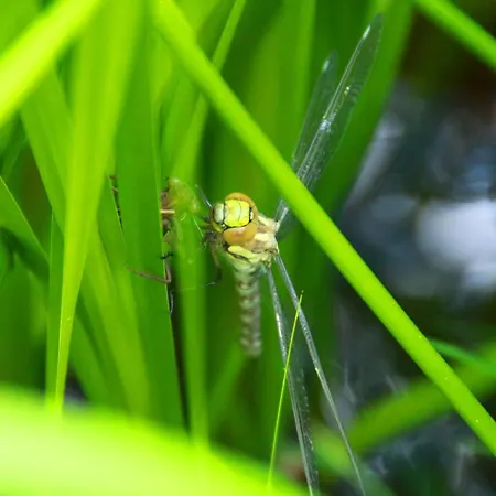 Guest house Haus Kartoner Schladming