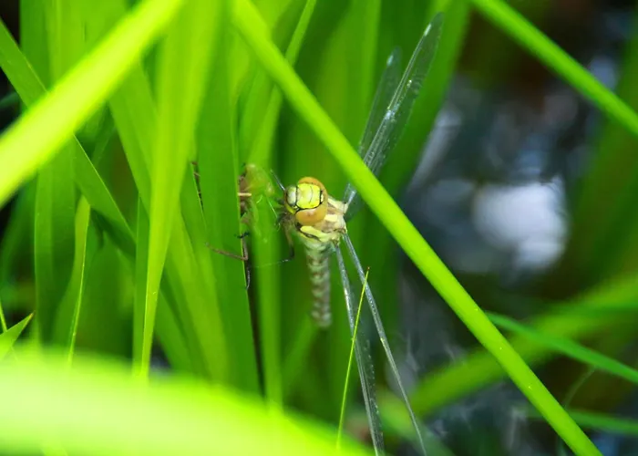Gasthuis Haus Kartoner Schladming